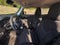 2020 Jeep Renegade Sport